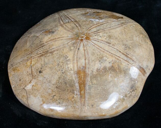 Top Quality Polished Fossil Sand Dollar #9055